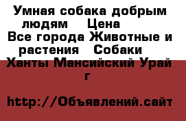Умная собака добрым людям. › Цена ­ 100 - Все города Животные и растения » Собаки   . Ханты-Мансийский,Урай г.